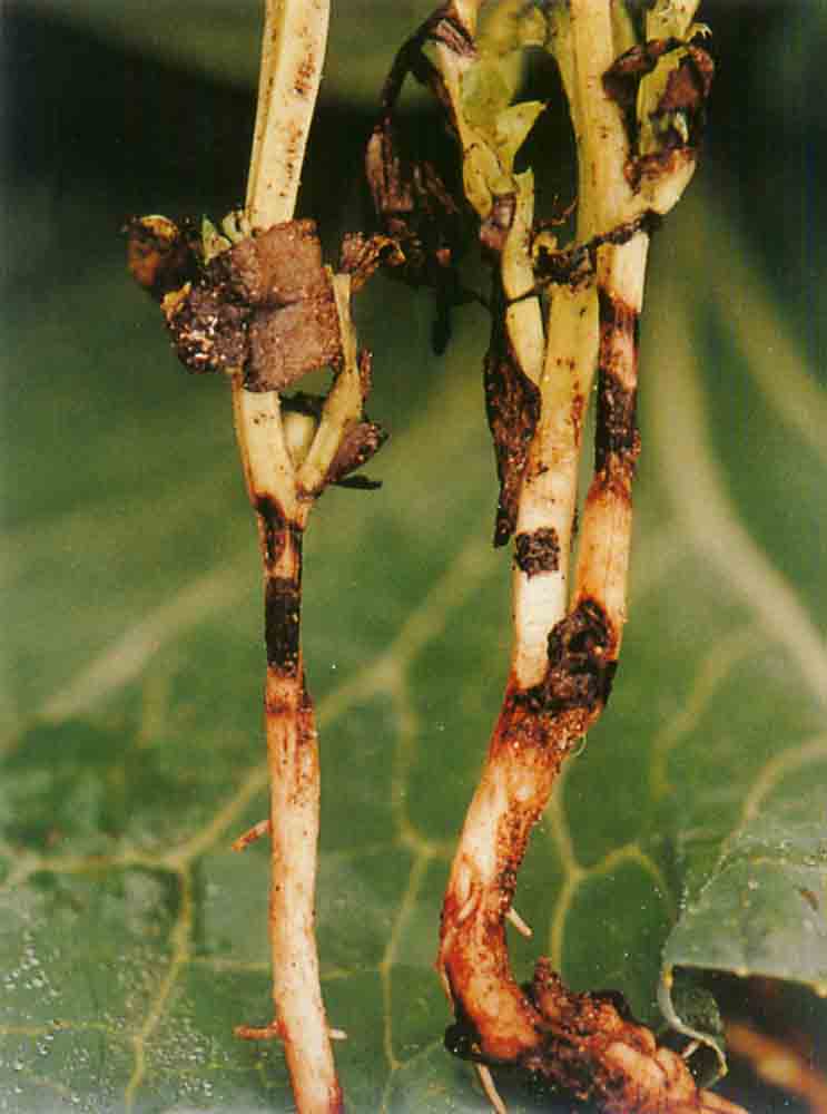 蠶豆(豆科野豌豆屬植物)