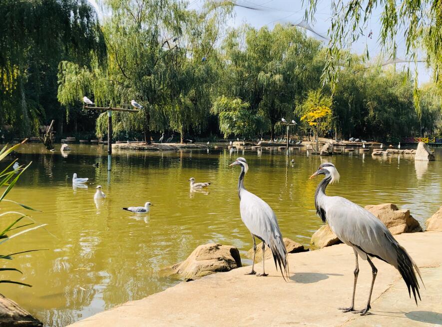 神州鳥園