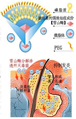 亞歐美康|強效生物祛痘系統作用機理