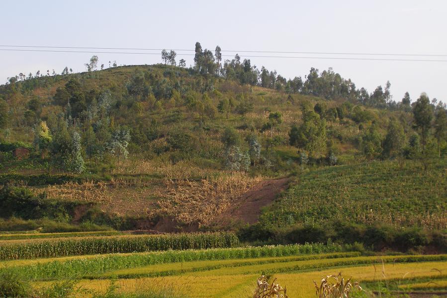 山地種植業