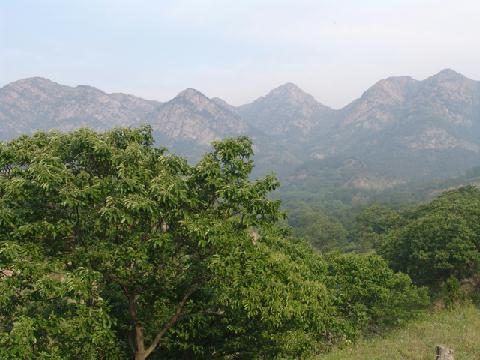 板栗園