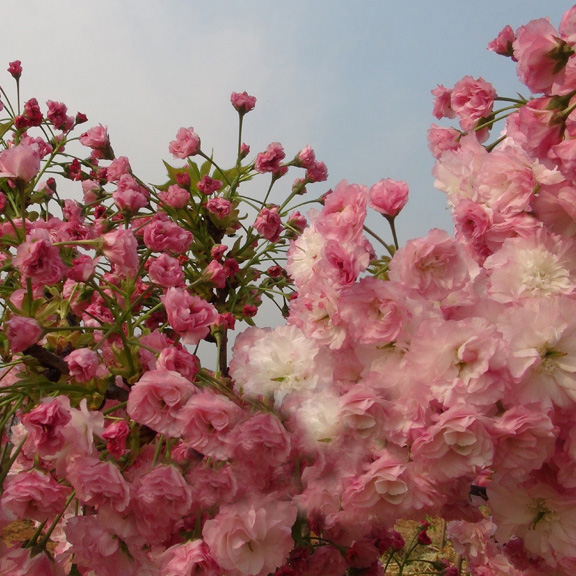 一葉櫻花