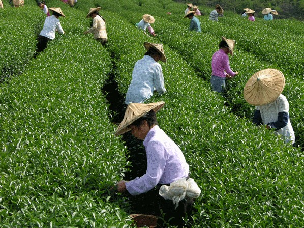 寶隆茗茶有限公司茶葉生產基地