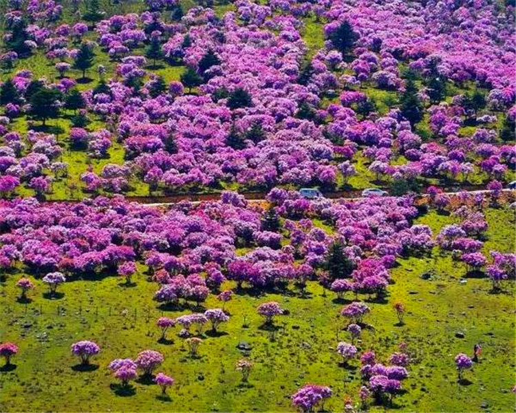 西昌杜鵑