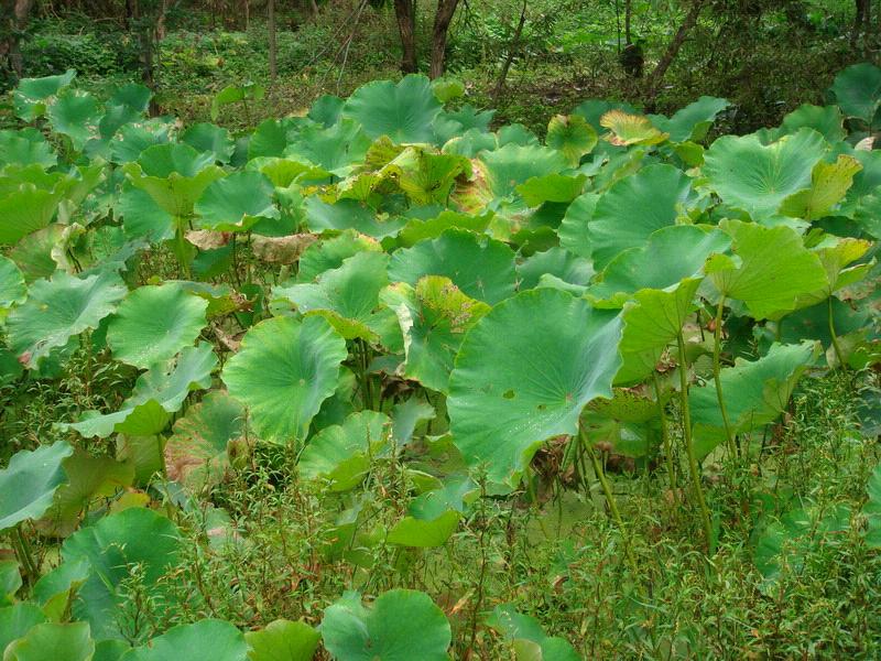 種植業，藕