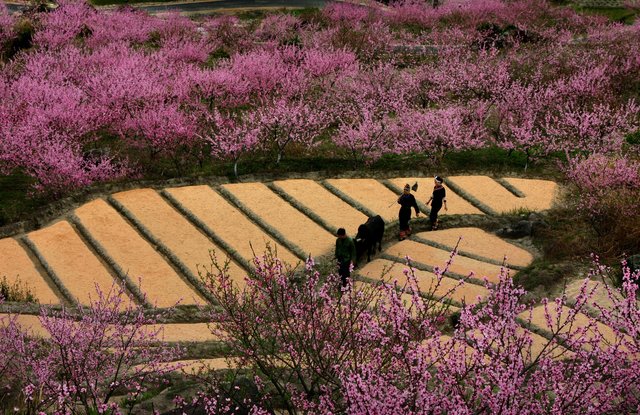 封金山景區