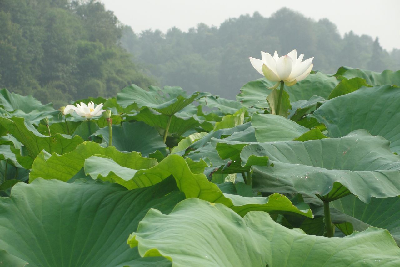 蓮藕終止葉