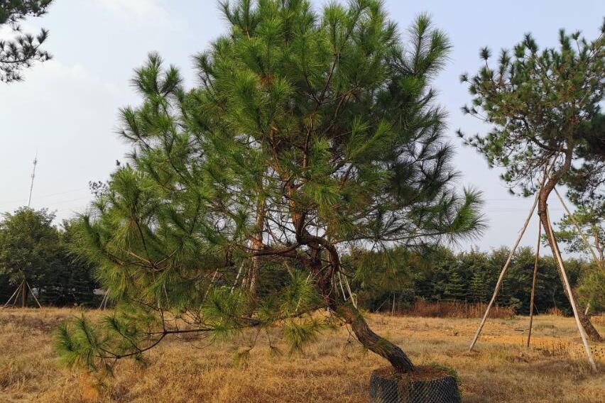 馬尾松無性系梅水坑12區3106號