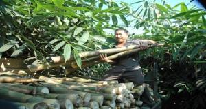 筍竹產業