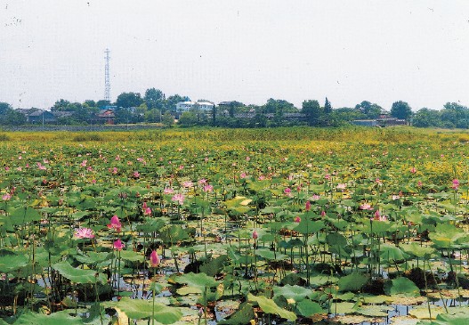 鄱陽湖野荷