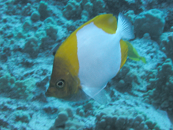 銀斑蝴蝶魚