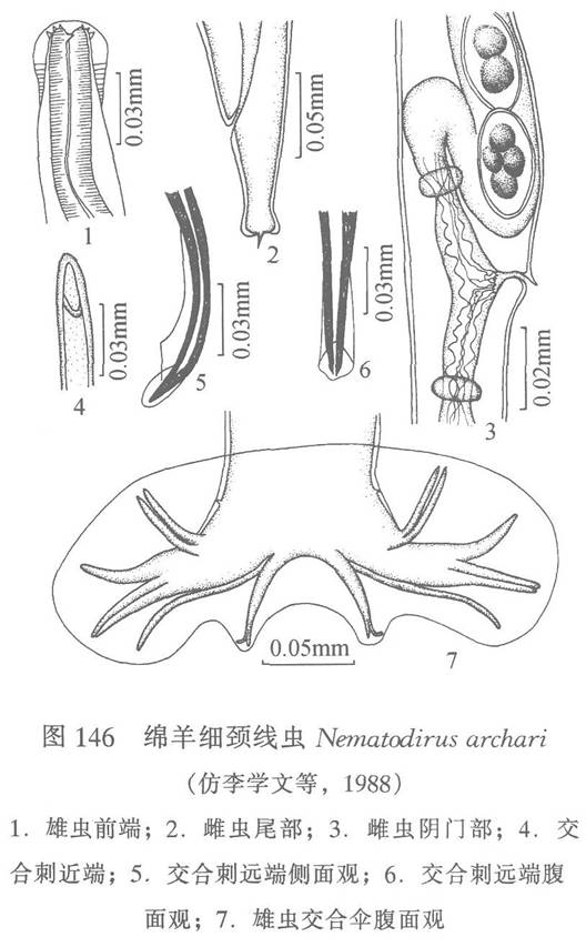 綿羊細頸線蟲