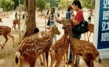 居丁珍稀動物園