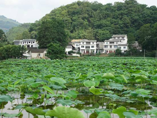 四在農家·美麗鄉村