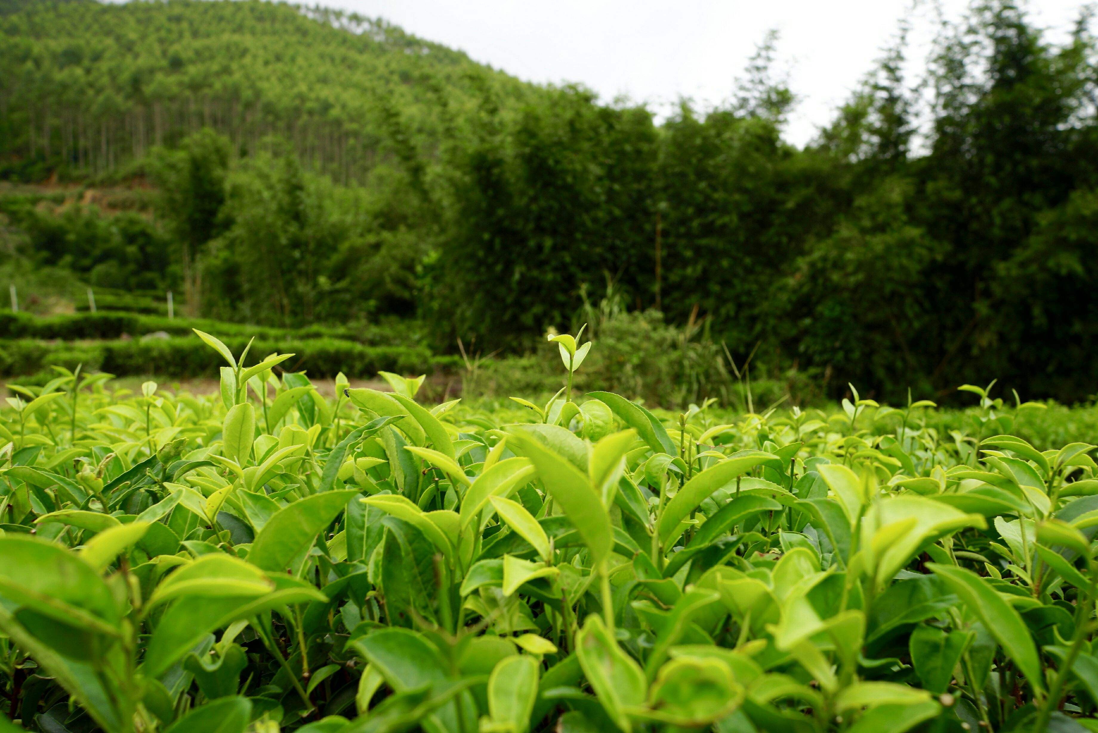 鶴峰茶