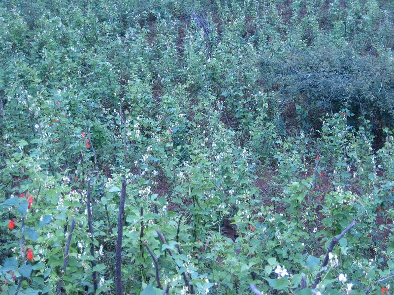 長梁下社村白芸豆種植業