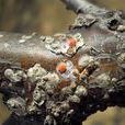 櫻桃介殼蟲