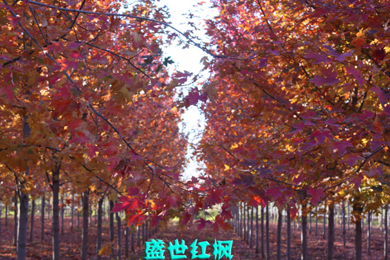 盛世紅楓