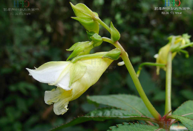 峨眉鳳仙花