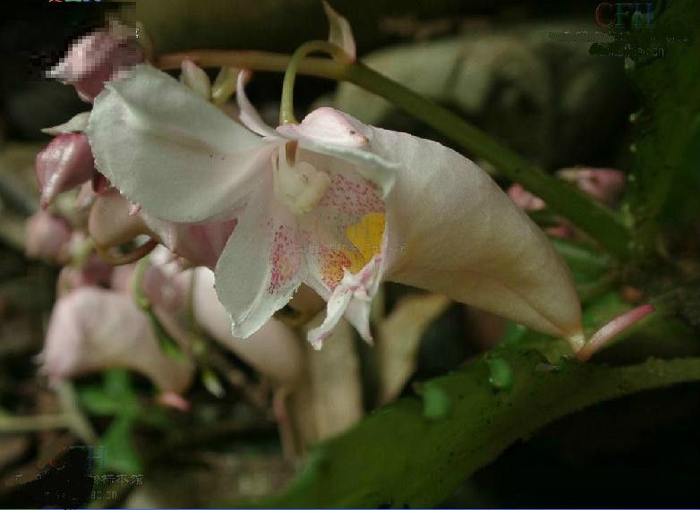 匙葉鳳仙花