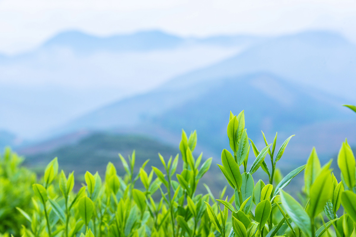 鹿鳴貢茶