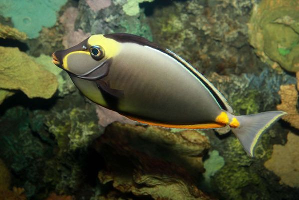 小齒雙板盾尾魚