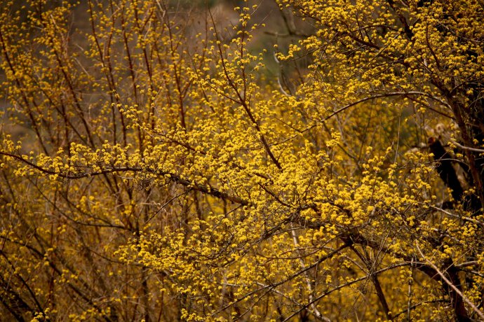 華陽鎮(陝西洋縣華陽鎮)