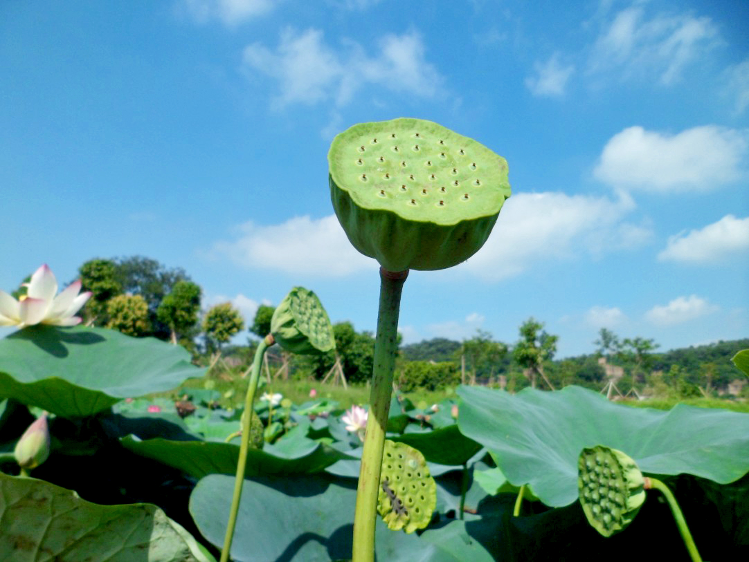 蓮花水鄉，蓮蓬