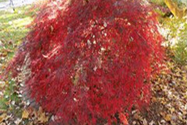 Acer palmatum var. dissectum \x27Tamukeyama\x27