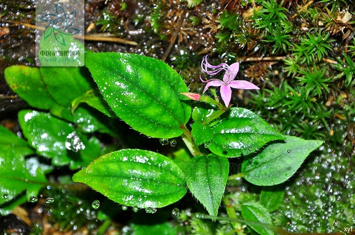 短葶無距花