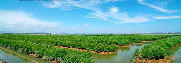 紅樹林（水東海堤邊）