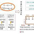 DNA限制性內切酶酶切