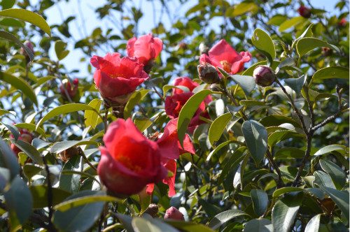 德興紅花油茶