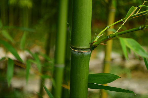 竹節(漢語字詞)