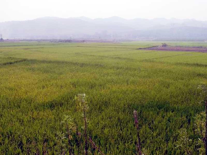 高山村(雲南省景洪市普文鎮秤桿河村委會高山村)