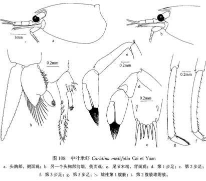 中葉米蝦