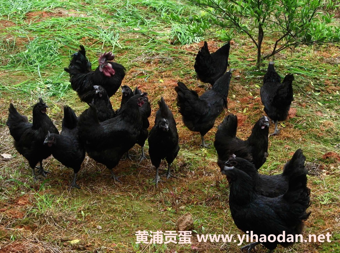 黃浦生物