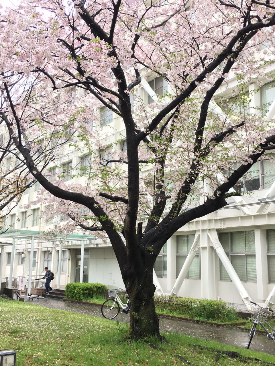 北九州市立大學(北九州大學)