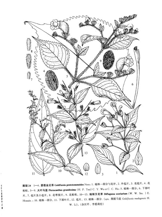 球花馬藍(爵床科馬藍屬植物)