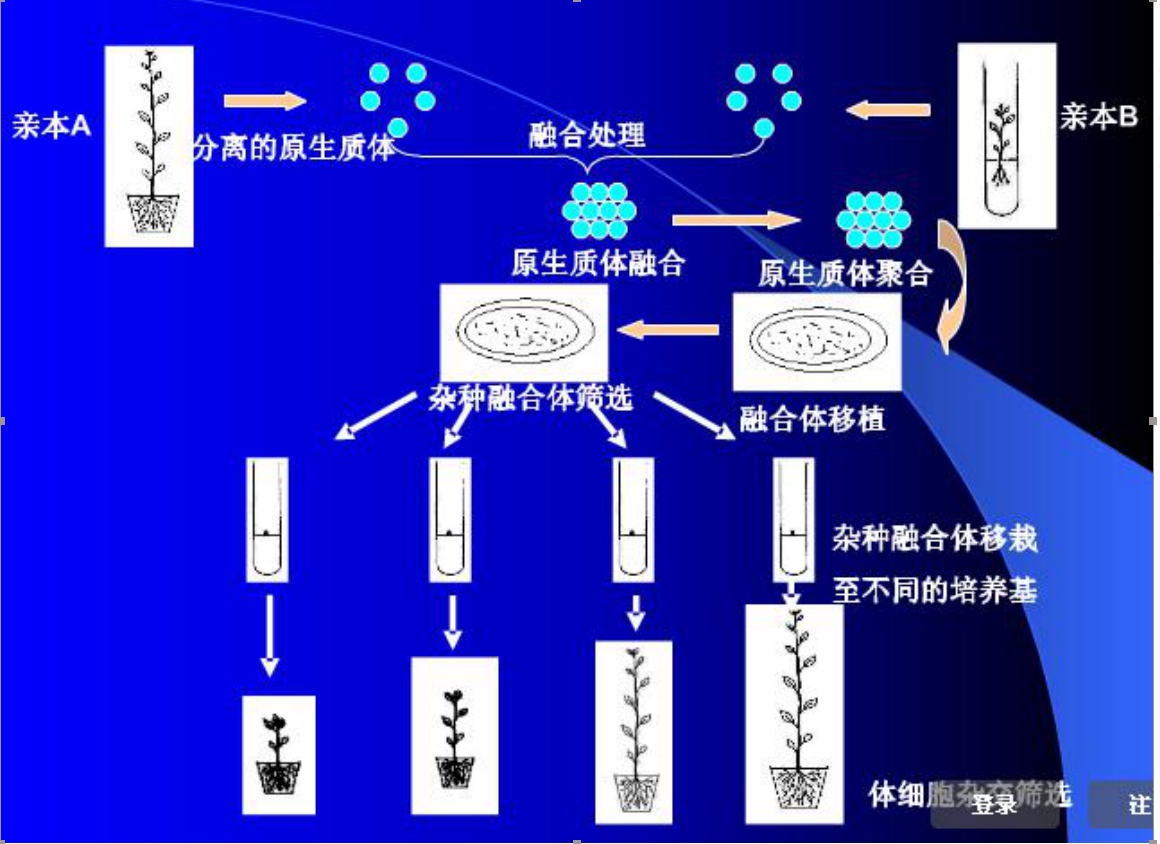 原生質體融合