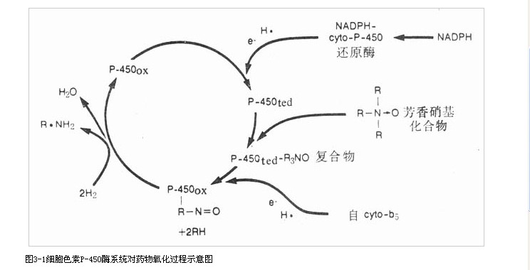 藥物氧化過程