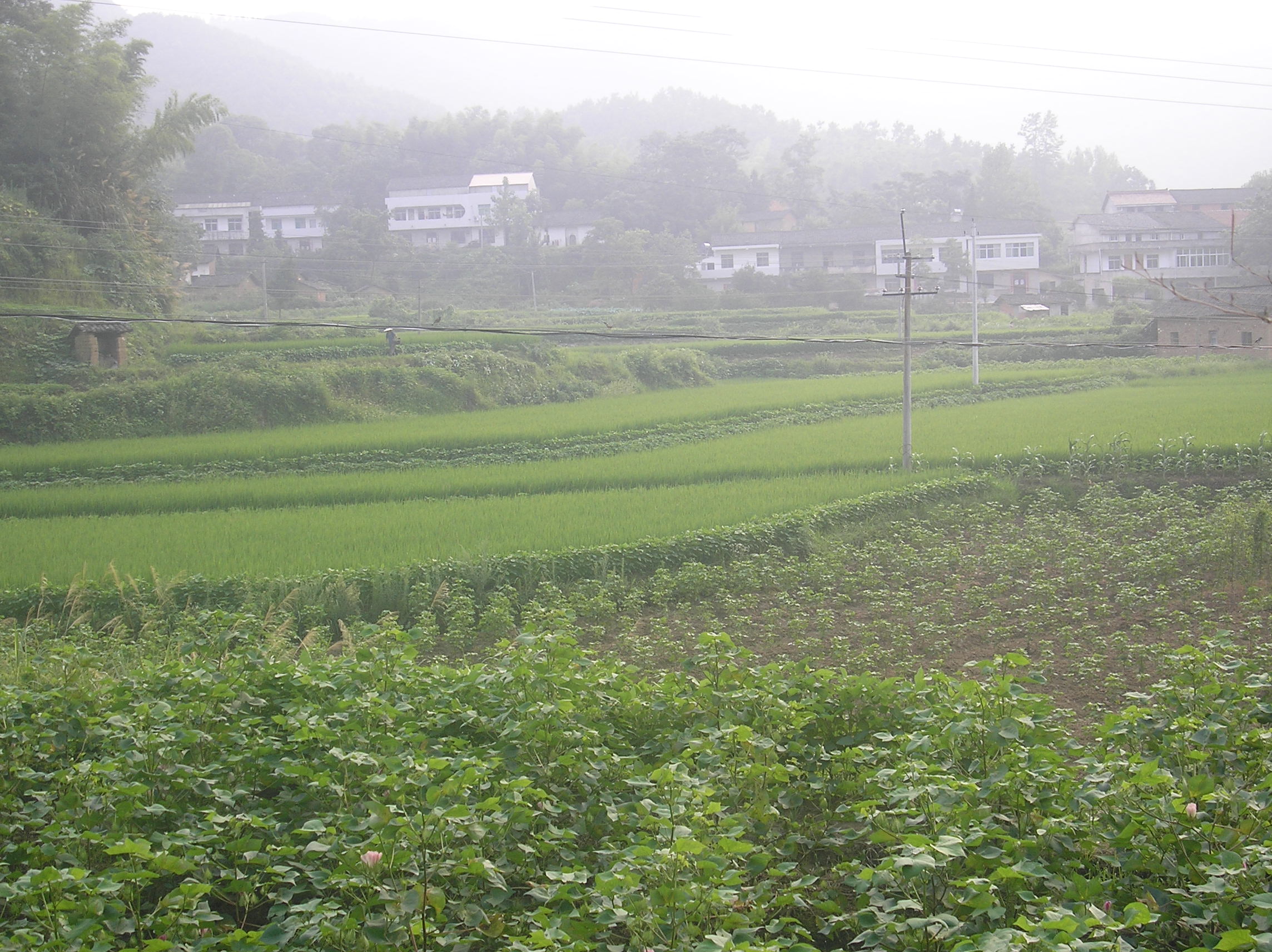 黃婆坳村