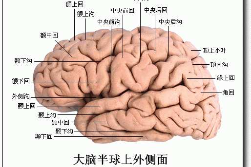 大腦兩半球