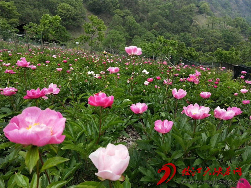 2019年5月迪麻洛村種植的赤芍花開