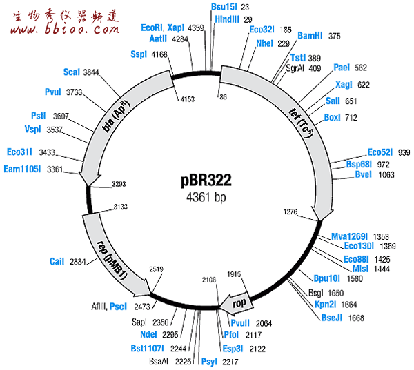 質粒