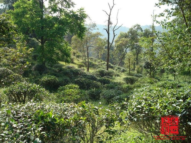 麻黑村普洱茶茶園