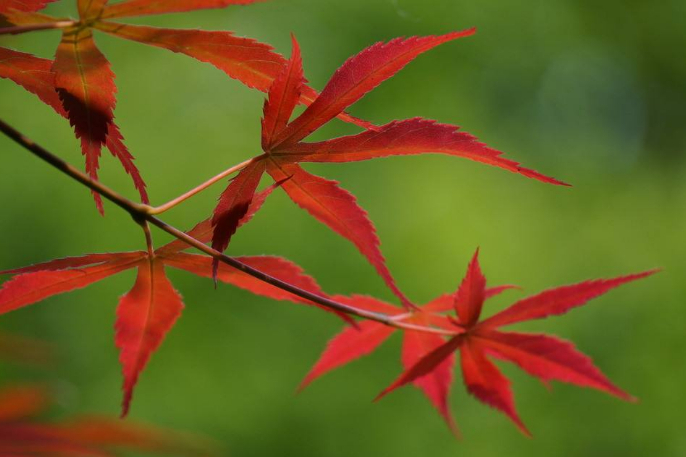 時雨染紅楓