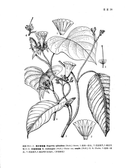 葉苞銀背藤（變種）