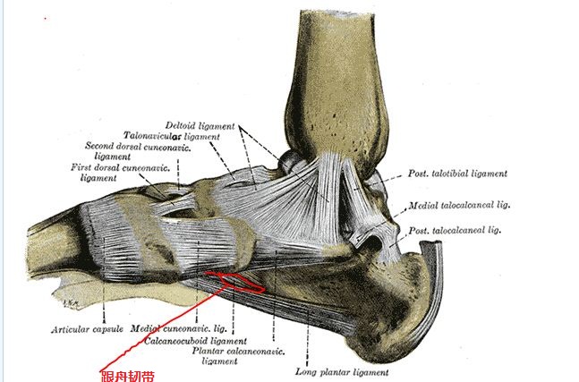 跟舟韌帶