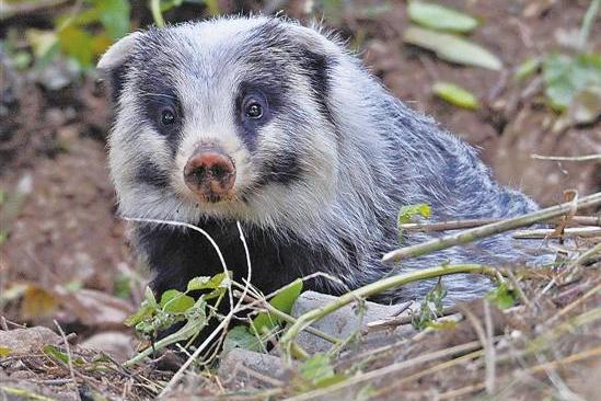 亞洲食蟲獸